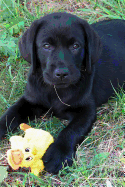 Black Lab Puppy Journal: Dog Wisdom Quotes