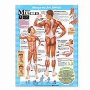 Blueprint for Health Your Muscles Chart