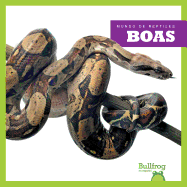Boas (Boa Constrictors)