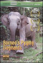 Borneo's Pygmy Elephants