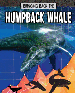 Bringing Back the Humpback Whale