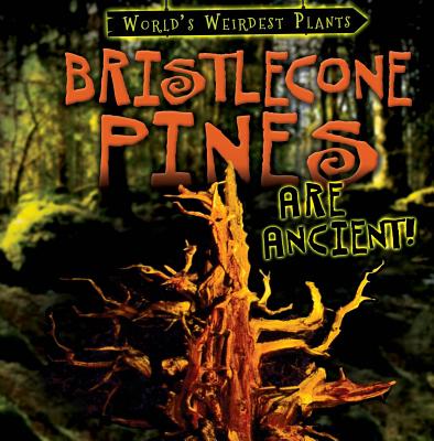 Bristlecone Pines Are Ancient! - Fletcher, Patricia, Dr.