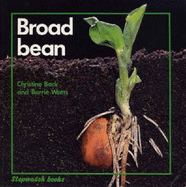 Broad Bean