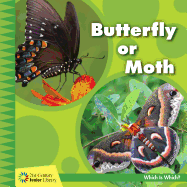 Butterfly or Moth