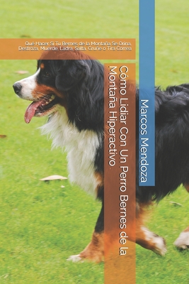 C?mo Lidiar Con Un Perro Bernes de la Montaa Hiperactivo: Qu? Hacer Si Tu Bernes de la Montaa Se Orina, Destroza, Muerde, Ladra, Salta, Grue o Tira Correa - Mendoza, Marcos