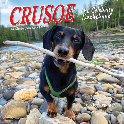 CAL 25 CRUSOE THE CELEBRITY DACHSHUND - MINI WALL