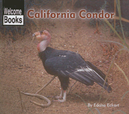 California Condor