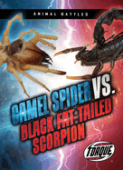 Camel Spider vs. Black Fat-Tailed Scorpion