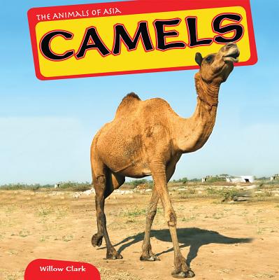 Camels - Clark, Willow