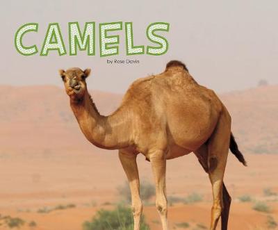 Camels - Davin, Rose