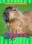 Capybaras - Manera, Alexandria