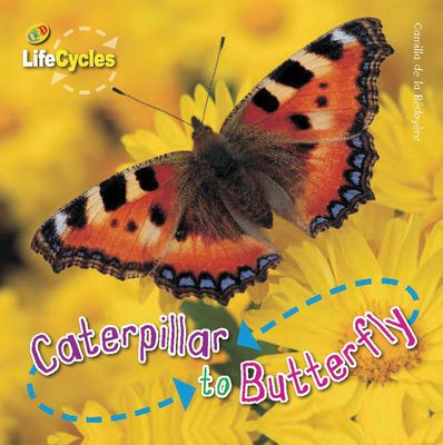 Caterpillar to Butterfly - De La Bedoyere, Camilla