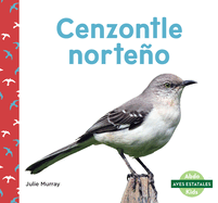 Cenzontle Norteno (Northern Mockingbirds)