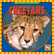 Cheetahs