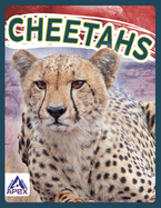 Cheetahs