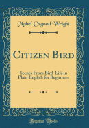 Citizen Bird: Scenes from Bird-Life in Plain English for Beginners (Classic Reprint)