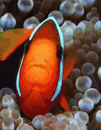 Clown Fish
