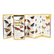 Common Butterflies of the Southeast