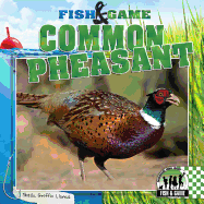 Common Pheasant