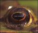 Frog's Eye: Orchestral Works