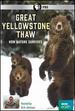 Great Yellowstone Thaw: How Nature Survives Dvd