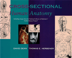 Cross-sectional human anatomy