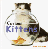 Curious Kittens - 