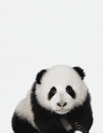 Cute Animal Composition Book Panda: 8.5 X 11'', 200 Wide Ruled Pages, Notebook for School Softcover Canvas Design: Large Notebook Journal for Teacher, Students, and College
