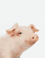 Cute Animal Composition Book Pig: 8.5 X 11'', 200 Wide Ruled Pages, Notebook for School Softcover Canvas Design: Large Notebook Journal for Teacher, Students, and College