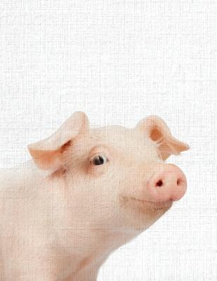 Cute Animal Composition Book Pig: 8.5 x 11'', 200 Wide Ruled Pages, Notebook for School Softcover Canvas Design: Large notebook journal for teacher, students, and college - Library, Bb Book