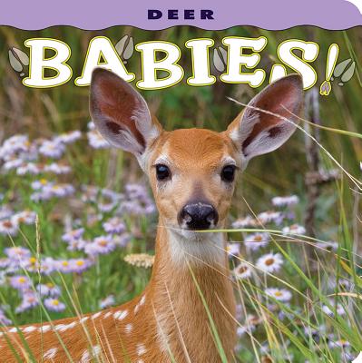 Deer Babies! - Jones, Donald M (Photographer)