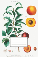 Designer Notizheft: liniert mit Motiv "Aprikose" von Pierre-Joseph Redout, Notebook, Schreibheft etwa A5 (15,3 x 22,9 cm) mit botanischer Illustration, stilvolle Geschenkidee fr Gartenliebhaber