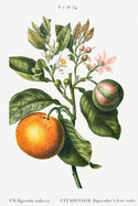 Designer Notizheft: liniert mit Motiv "Bitterorange (Citrus Bigaradia violacea)" von Pierre-Joseph Redout, Notebook, Schreibheft etwa A5 (15,3 x 22,9 cm) mit botanischer Illustration, stilvolle Geschenkidee fr Gartenliebhaber