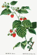 Designer Notizheft: liniert mit Motiv "Himbeere (Rubus idaeus)" von Pierre-Joseph Redout, Notebook, Schreibheft etwa A5 (15,3 x 22,9 cm) mit botanischer Illustration, stilvolle Geschenkidee fr Gartenliebhaber