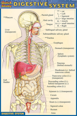 Digestive System - Perez, Vincent