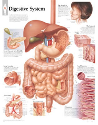 Digestive System - Scientific Publishing