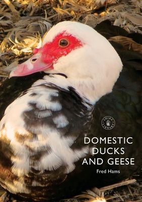 Domestic Ducks and Geese - Hams, Fred