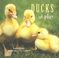 Ducks at Play