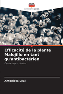 Efficacit de la plante Malojillo en tant qu'antibactrien