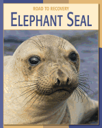 Elephant Seal