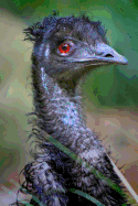 Emu Notebook