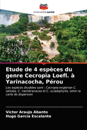 Etude de 4 esp?ces du genre Cecropia Loefl. ? Yarinacocha, P?rou