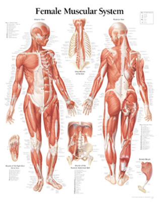 Female Muscular System - Scientific Publishing