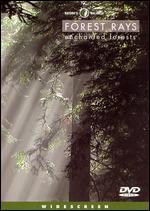Forest Rays: Enchanted Forests