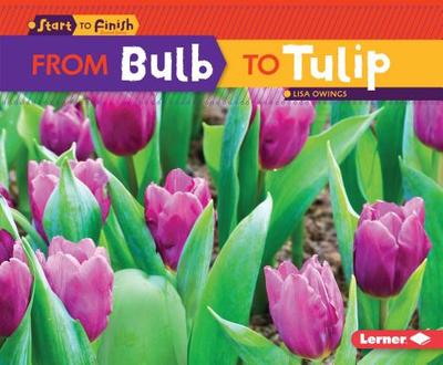 From Bulb to Tulip - Owings, Lisa