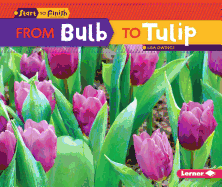 From Bulb to Tulip