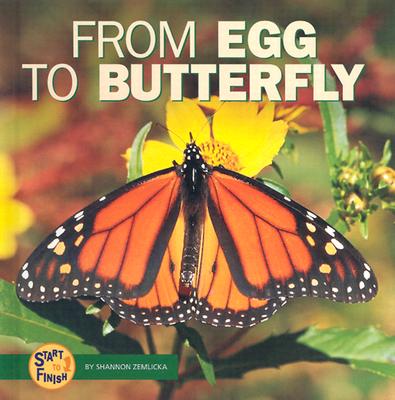 From Egg to Butterfly - Zemlicka, Shannon