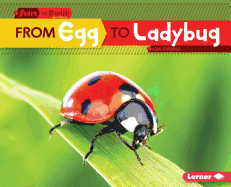 From Egg to Ladybug