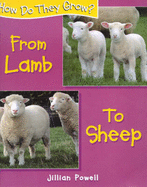 From lamb to sheep
