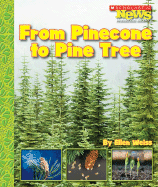 From Pinecone to Pine Tree